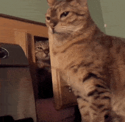 Image: bad.gif